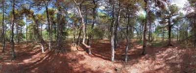 133: 20230916143220_bosquet_del_pont_de_la_casa_sant_marti_de_canals.jpg