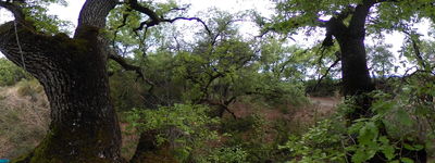 161: 20240501r0010052_barranc_de_miret_sant_marti_de_canals.jpg