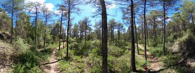 25: 20240521r0010291_via_verda_dels_llacs.jpg