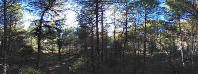 195: 20260316164230_llau_de_llavaes.jpg