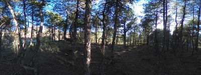 196: 20260316164315_llau_de_llavaes.jpg